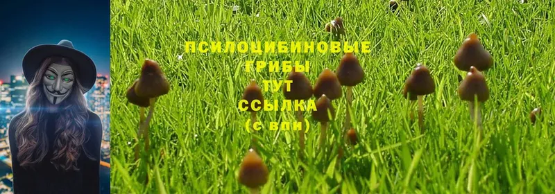 Галлюциногенные грибы Cubensis  Темников 